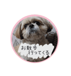 シーズー親子のまいにち③（個別スタンプ：34）