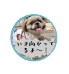 シーズー親子のまいにち③（個別スタンプ：35）