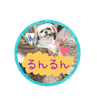 シーズー親子のまいにち③（個別スタンプ：36）