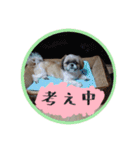 シーズー親子のまいにち③（個別スタンプ：40）