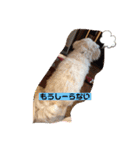 ぷーたろーとその仲間達（個別スタンプ：12）