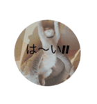 はじめまして てんです（個別スタンプ：5）