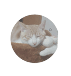 はじめまして てんです（個別スタンプ：8）