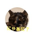 猫の栗ちゃん（個別スタンプ：1）