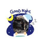 猫の栗ちゃん（個別スタンプ：2）