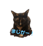 猫の栗ちゃん（個別スタンプ：3）