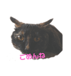 猫の栗ちゃん（個別スタンプ：4）