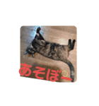 猫の栗ちゃん（個別スタンプ：7）