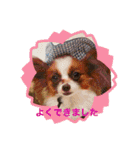 可愛い仔犬たち（個別スタンプ：2）