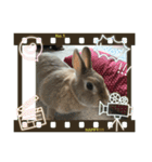 ふくたろうのうさちゃんスタンプ4（個別スタンプ：1）