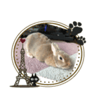 ふくたろうのうさちゃんスタンプ4（個別スタンプ：2）