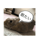 ふくたろうのうさちゃんスタンプ4（個別スタンプ：5）