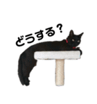 猫がいちばん（個別スタンプ：1）