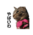 猫がいちばん（個別スタンプ：2）