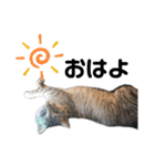 猫がいちばん（個別スタンプ：3）