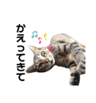 猫がいちばん（個別スタンプ：4）