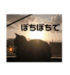 猫がいちばん（個別スタンプ：5）