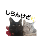 猫がいちばん（個別スタンプ：6）
