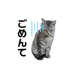 猫がいちばん（個別スタンプ：9）
