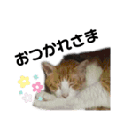 猫がいちばん（個別スタンプ：11）