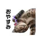 猫がいちばん（個別スタンプ：12）