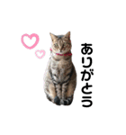 猫がいちばん（個別スタンプ：13）