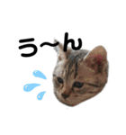 猫がいちばん（個別スタンプ：14）