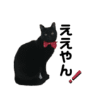 猫がいちばん（個別スタンプ：15）