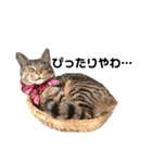 猫がいちばん（個別スタンプ：16）