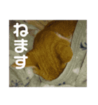 猫がいちばん（個別スタンプ：17）