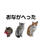 猫がいちばん（個別スタンプ：18）