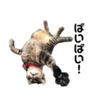 猫がいちばん（個別スタンプ：19）