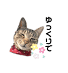 猫がいちばん（個別スタンプ：21）
