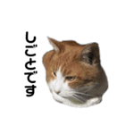 猫がいちばん（個別スタンプ：22）