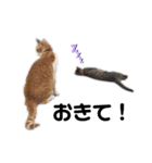 猫がいちばん（個別スタンプ：23）