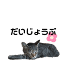 猫がいちばん（個別スタンプ：24）