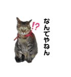 猫がいちばん（個別スタンプ：28）