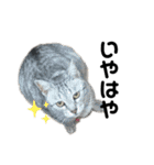 猫がいちばん（個別スタンプ：29）