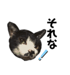 猫がいちばん（個別スタンプ：30）