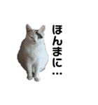 猫がいちばん（個別スタンプ：31）