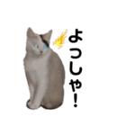 猫がいちばん（個別スタンプ：32）