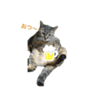 我が家のゆかいな猫たち（個別スタンプ：1）