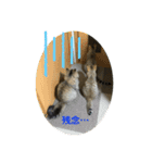 我が家のゆかいな猫たち（個別スタンプ：2）