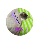 我が家のゆかいな猫たち（個別スタンプ：3）