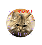 我が家のゆかいな猫たち（個別スタンプ：5）