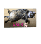 我が家のゆかいな猫たち（個別スタンプ：6）