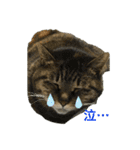 我が家のゆかいな猫たち（個別スタンプ：7）