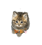 我が家のゆかいな猫たち（個別スタンプ：8）