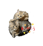 我が家のゆかいな猫たち（個別スタンプ：9）