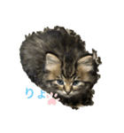 我が家のゆかいな猫たち（個別スタンプ：10）